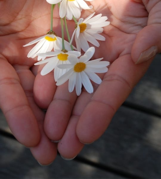 Daisies held gently in open palms